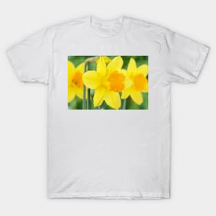 Narcissus  &#39;Armada&#39;   Division 2 Large-cupped Daffodil T-Shirt